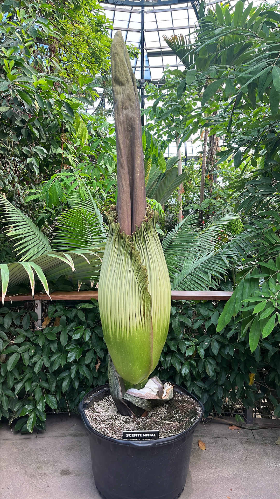 Corpse Flower | The Huntington