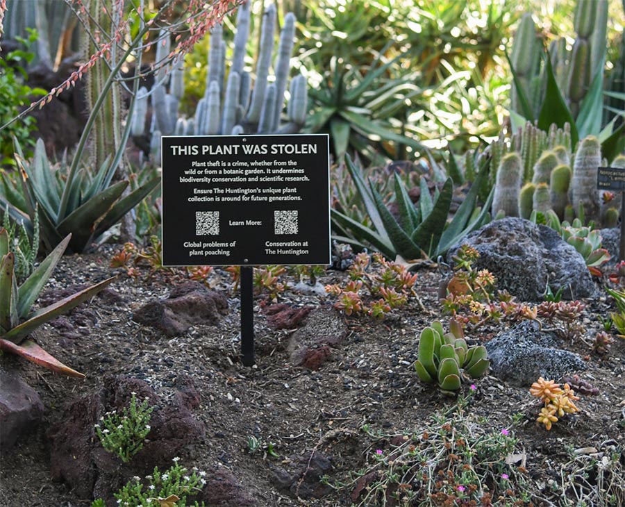 Desert Garden sign that says, “This Plant Was Stolen,” with QR codes for more info.