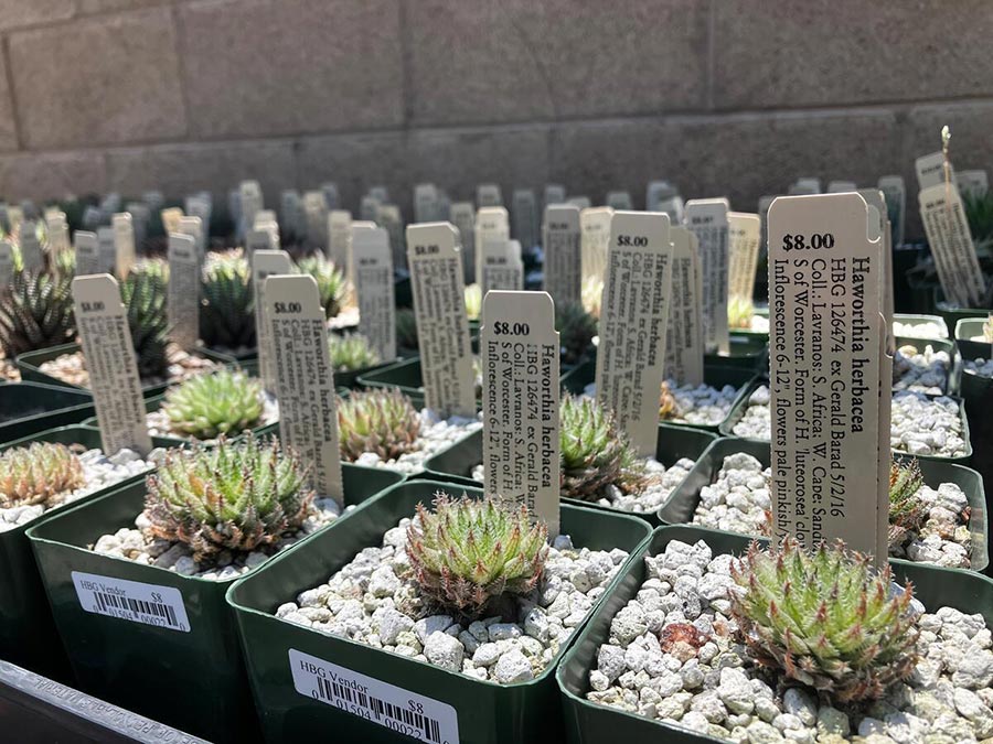 A table of small cacti with price tags.