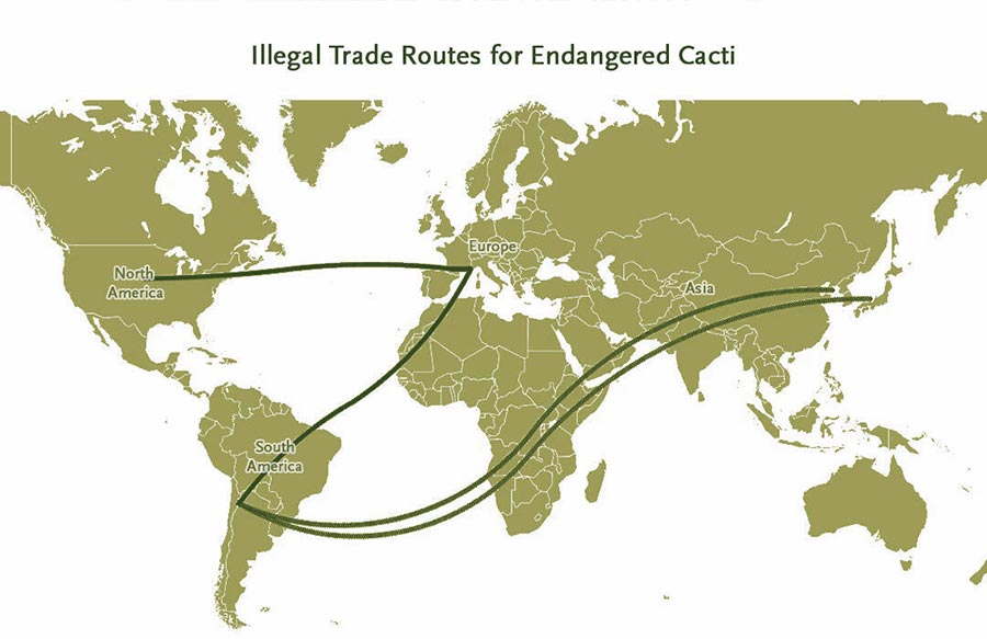 A world map with lines that show the illegal trade routes for endangered cacti.