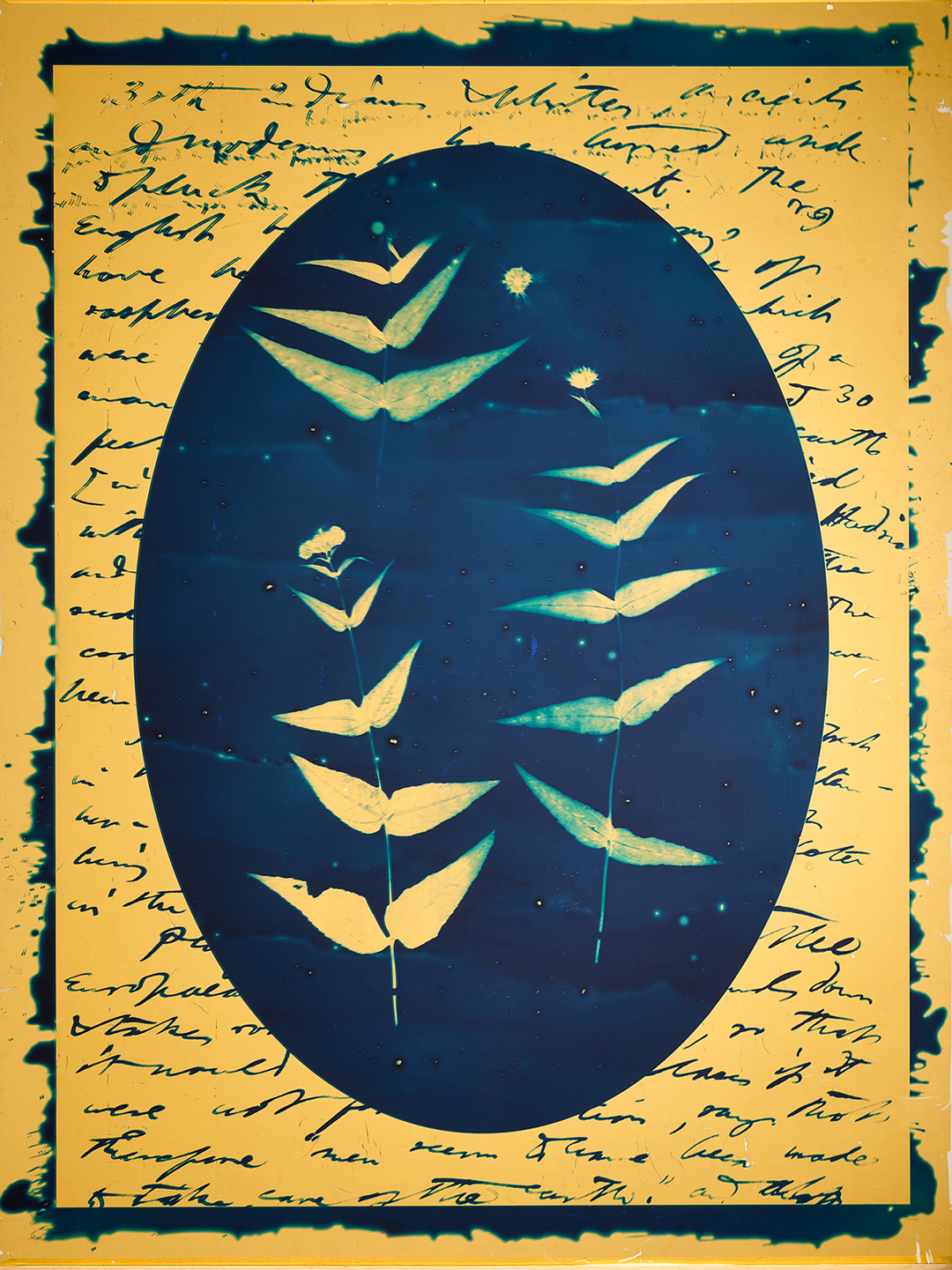 A cyanotype imprint of leaves over a handwritten letter.