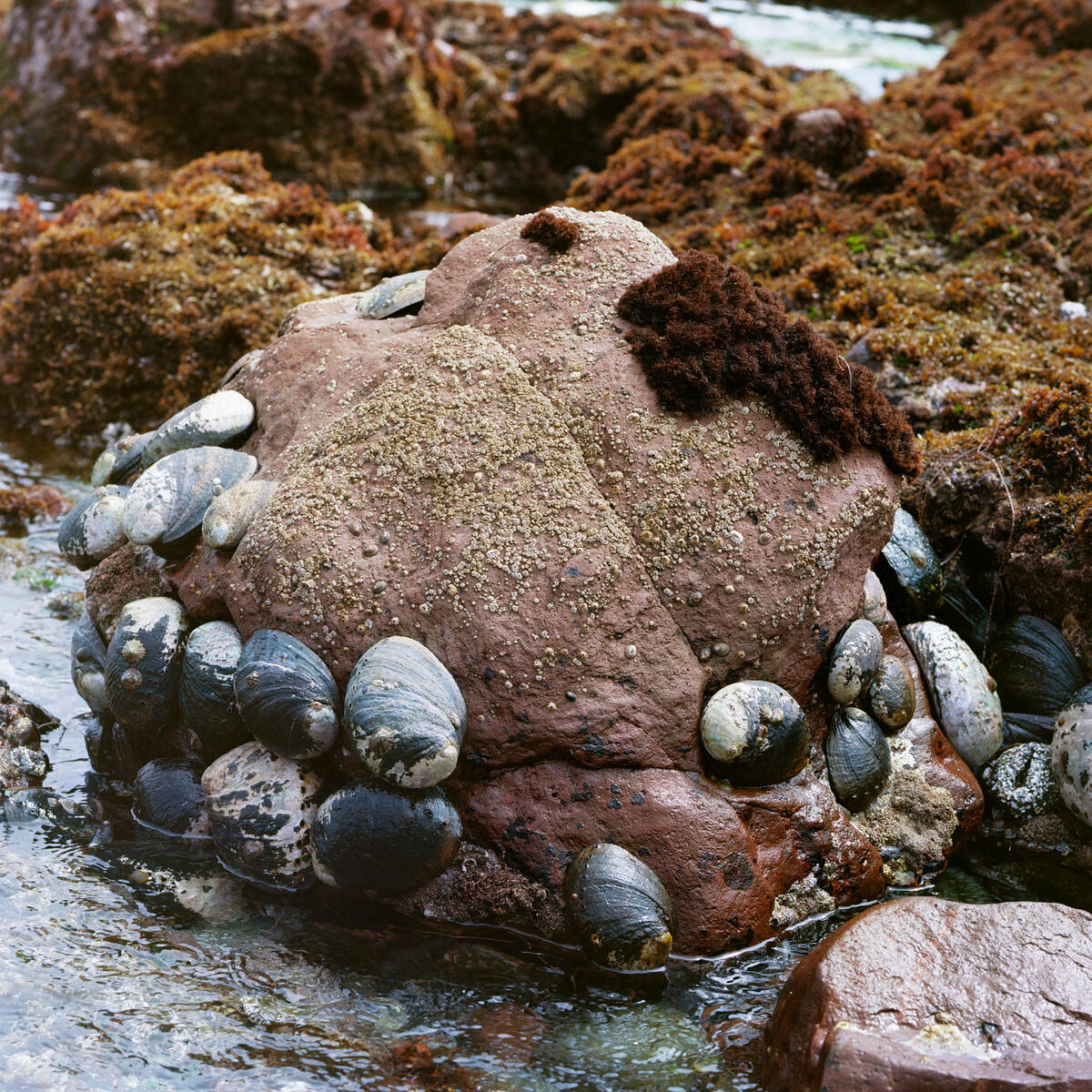 A rock, covered at the base in abalone shells, in a tide pool.