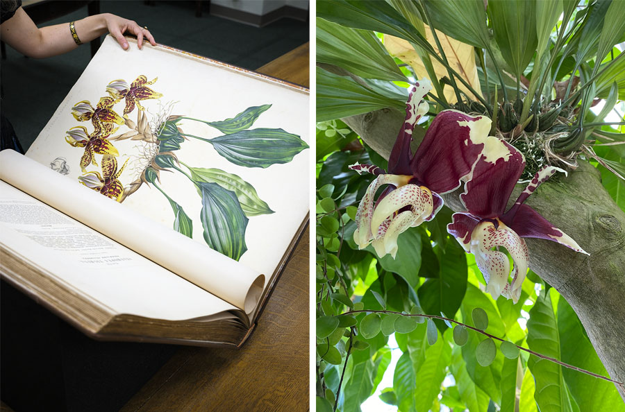 A book is opened to an elaborate drawing of an orchid (left), which is shown in a photo on the right.