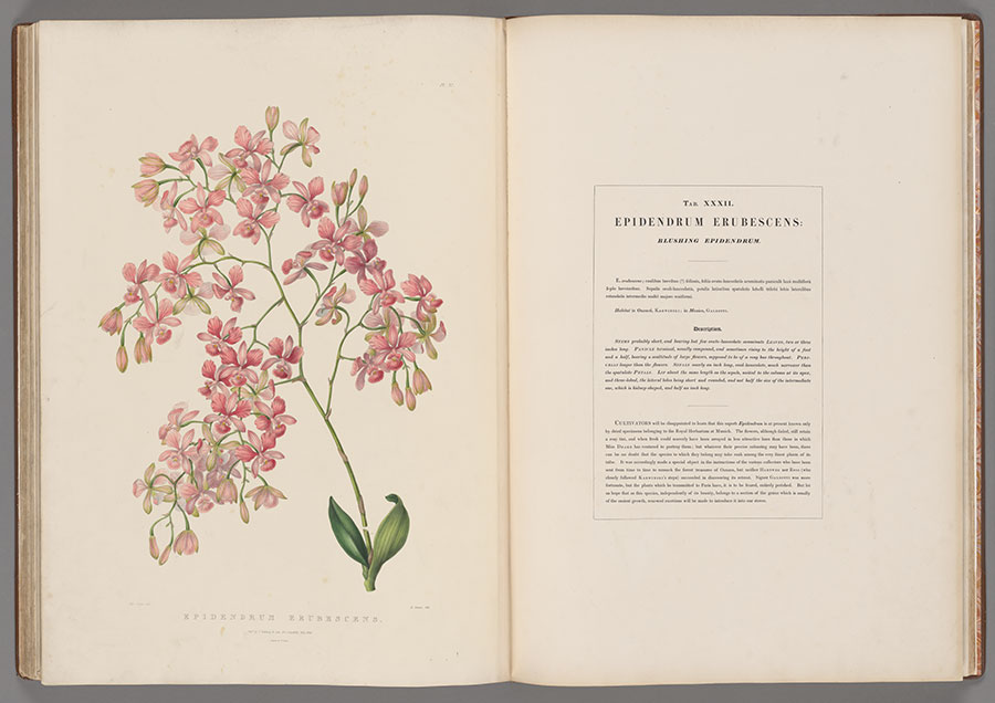 A book open to a pink orchid drawing (left) and text on the right.