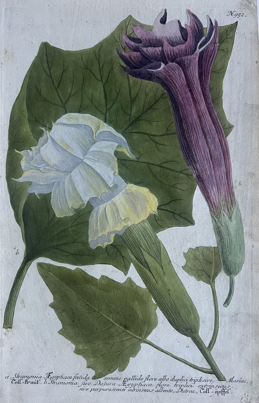 A botanical illustration of a large leaf with two flowers in the foreground, one purple and one white.