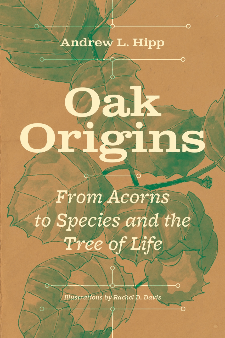 A tan book cover with a green close-up illustration of an oak tree and white text that reads "Andew L. Hipp / Oak Origins/ From Acorns to Species and the Tree of Life."