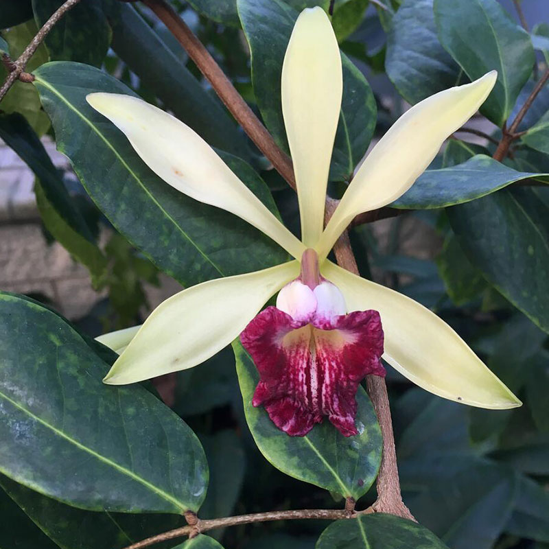 A vanilla plant with yellow leaves and a red flower.