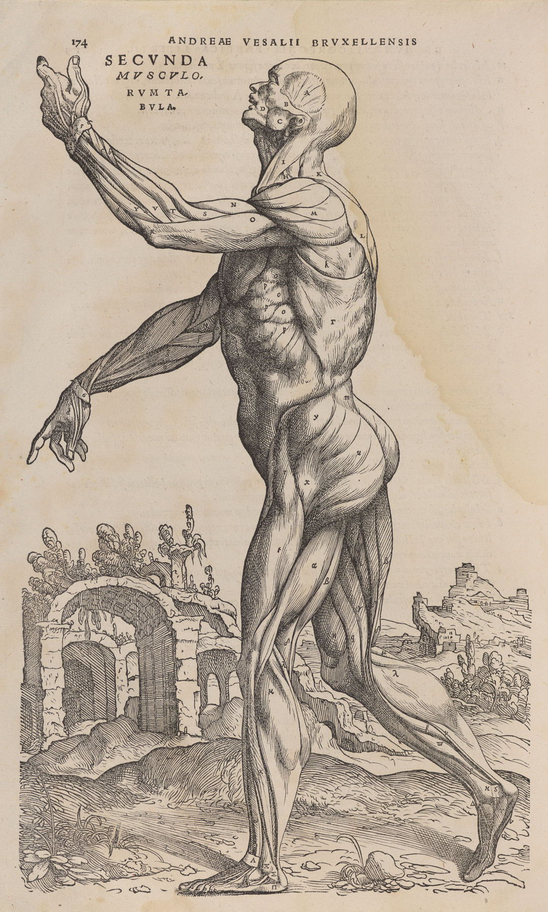 An illustration of a human body with exposed musculature. 