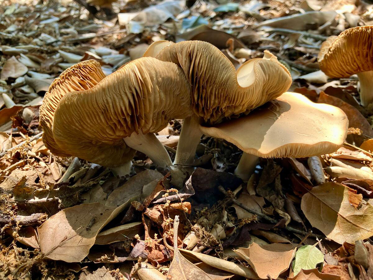 A blooming mushroom on the ground surrounded by leaves.