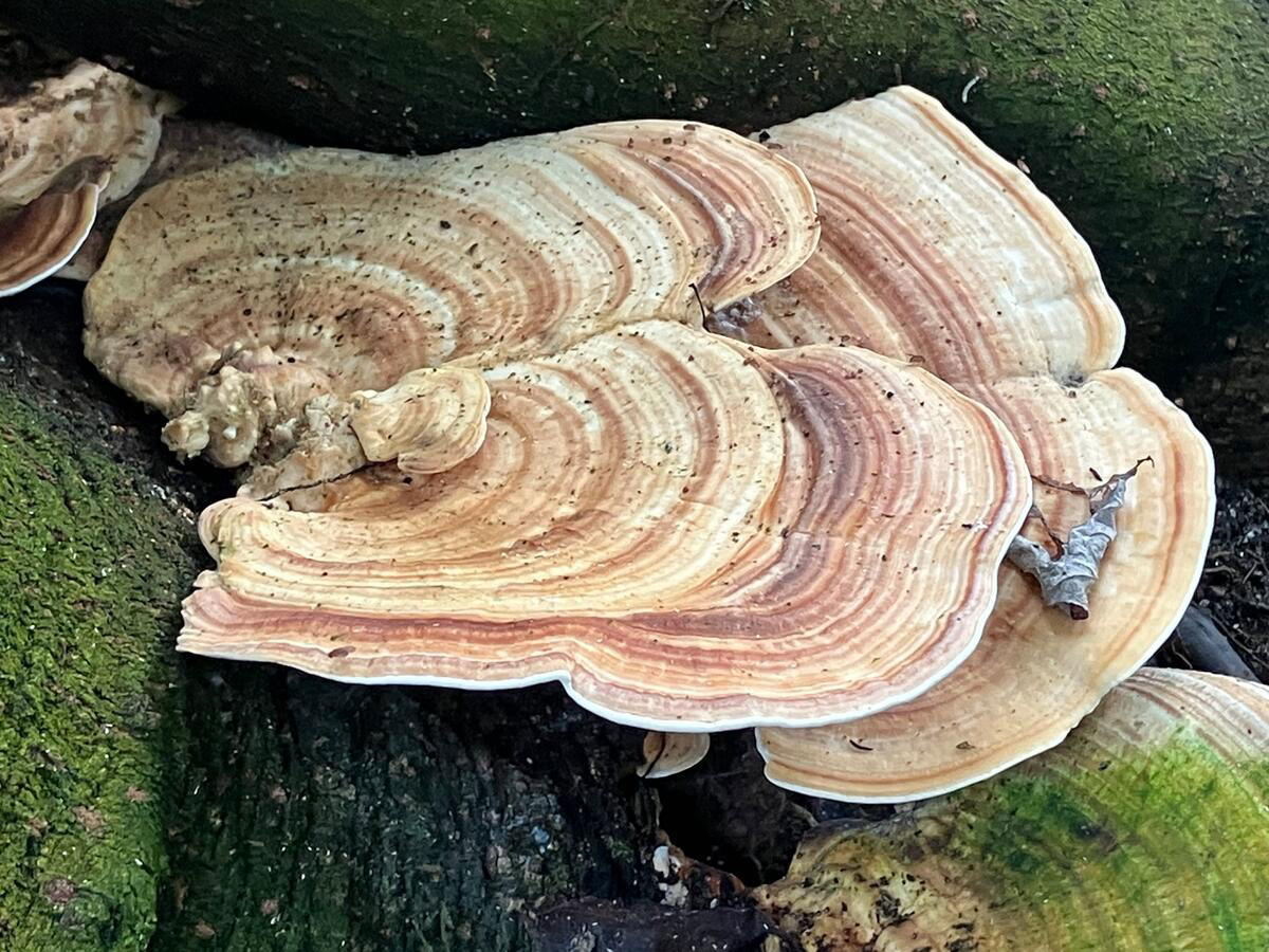 A flat mushroom with growth patterns that look like tree rings.