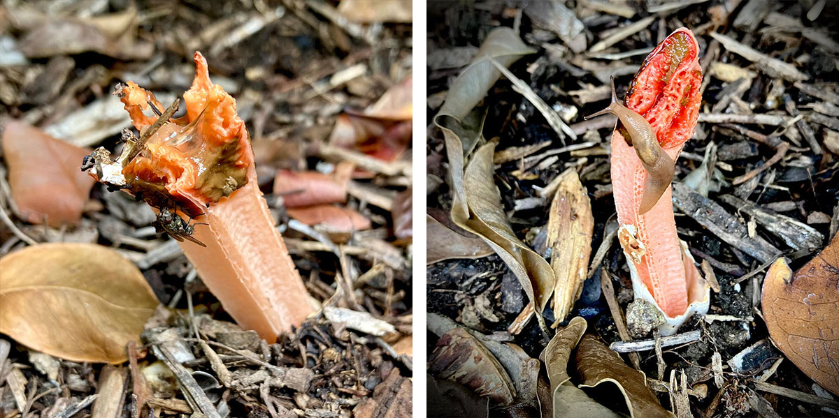 A fly (left) and a slug (right) on a stinkhorn fungus.