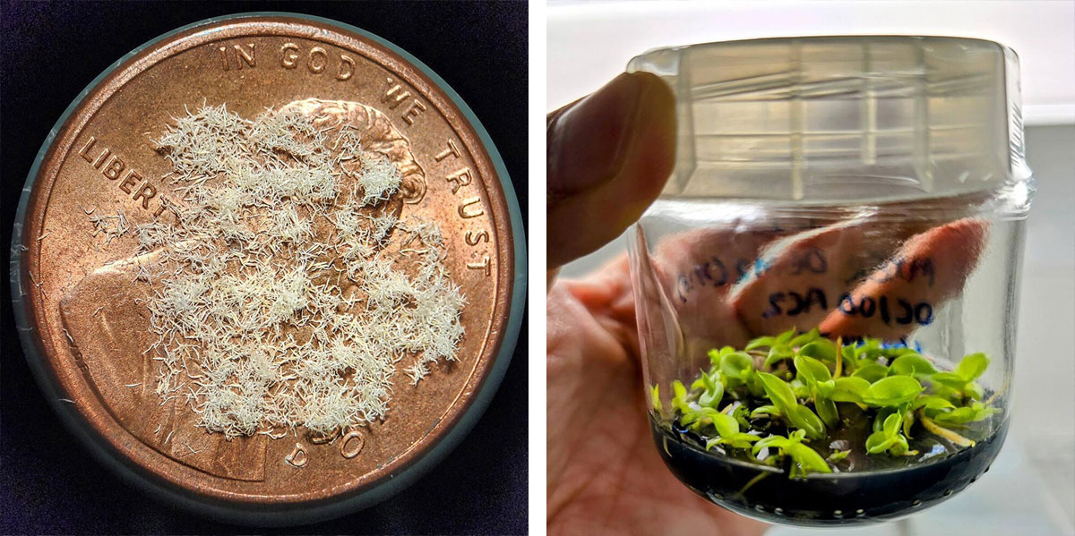 A penny with light-colored orchid seeds on top (left), and orchid seedlings with green leaves in a lab flask (right).