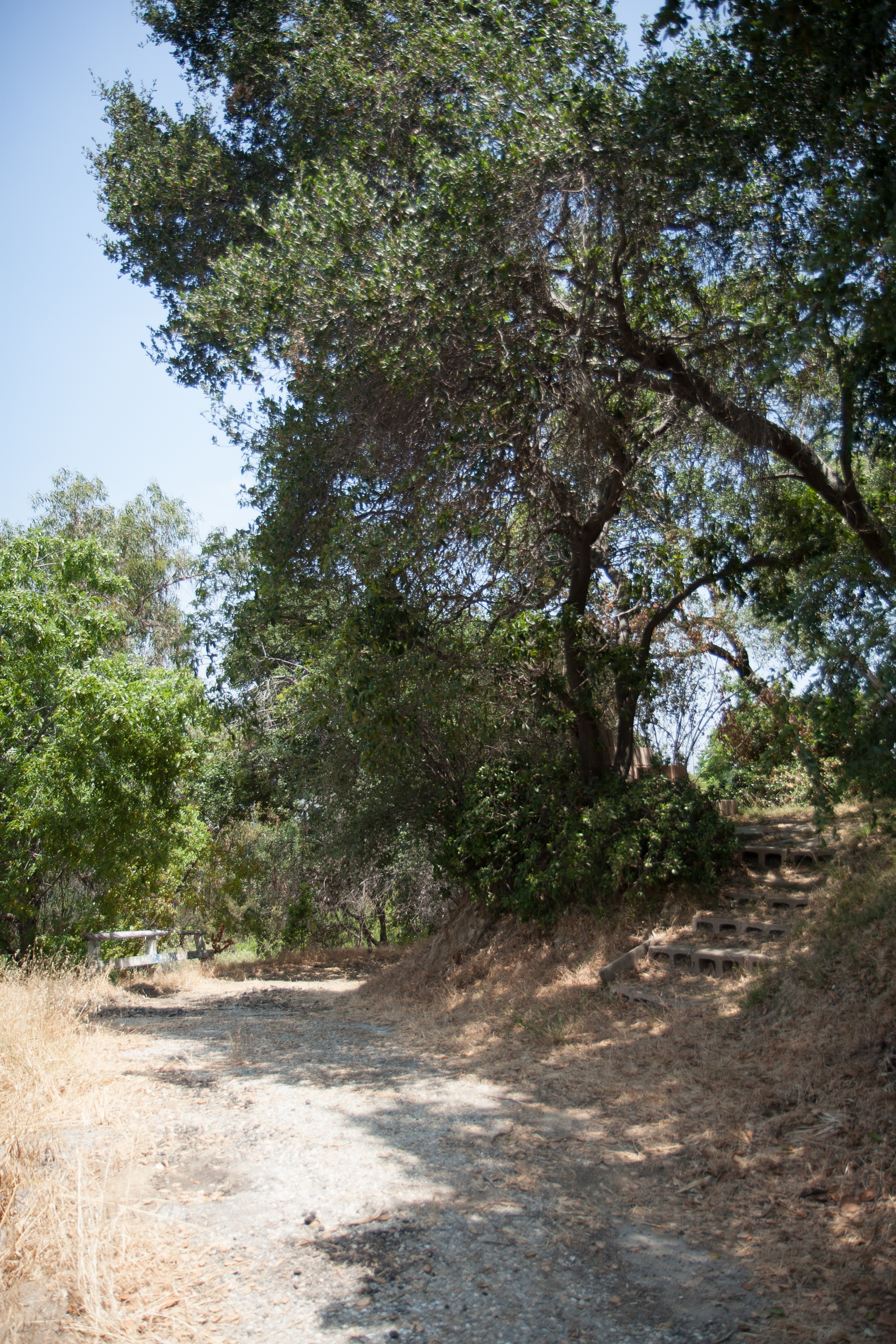 View of a path and staircase flanked by large trees.