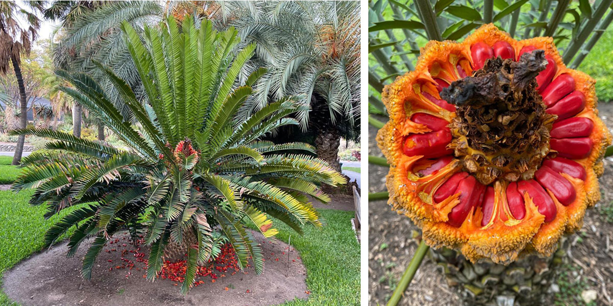 A red and orange cone peaks out from a large, blooming palm bush (left) and a close-up of an orange palm cone with red seeds.