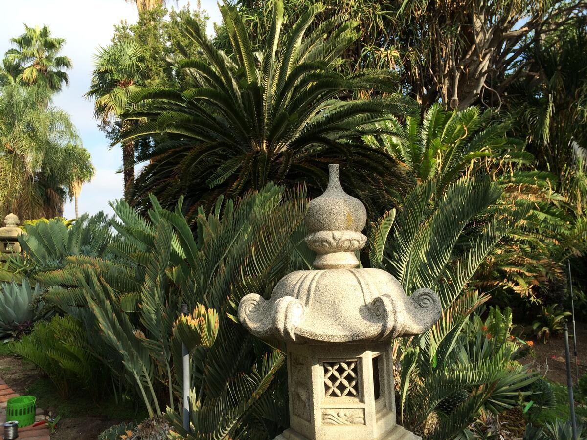 Large, deep green cycads stand tall behind a stone lantern.