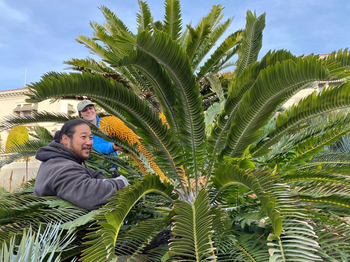 Two people examine the cones on a cycad.