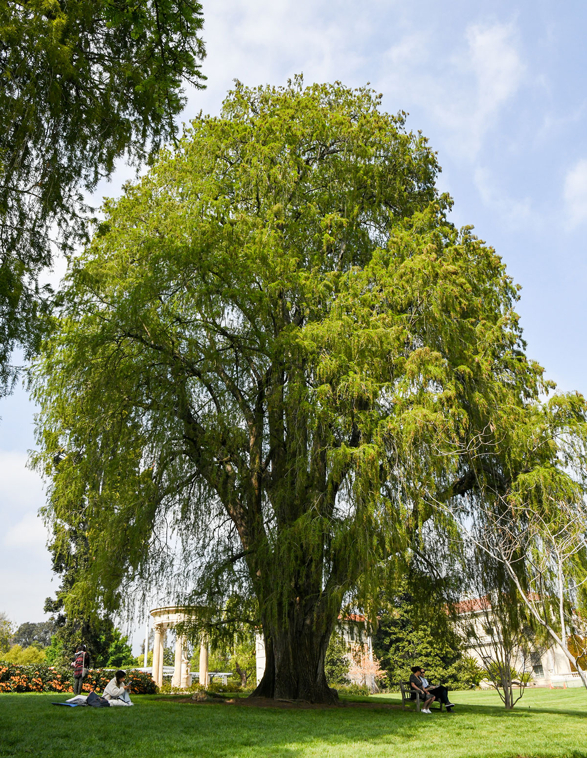 A large tree towers over a lush lawn.