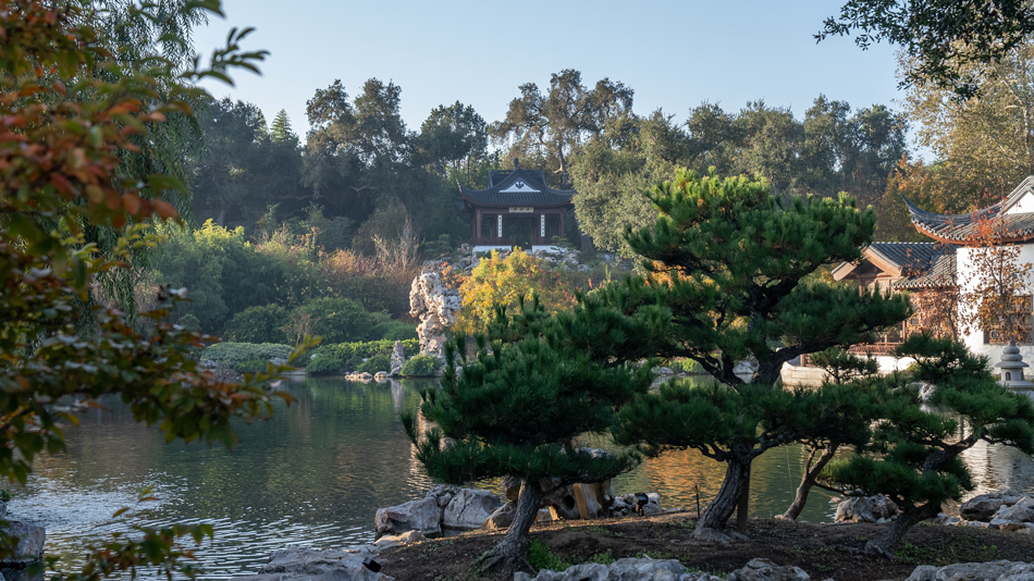 chinese-garden photographed to capture the early morning dew.