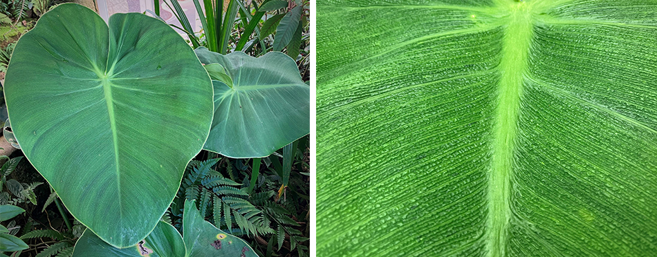 Leaves of Pigskin Philodendron