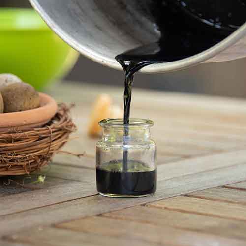 Making Ink from Oak Galls The Huntington