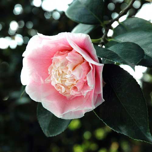 camellia garden