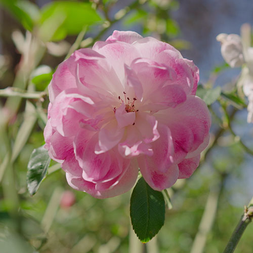 Joycean Cartographies Navigating a New Century of “Ulysses” "Language