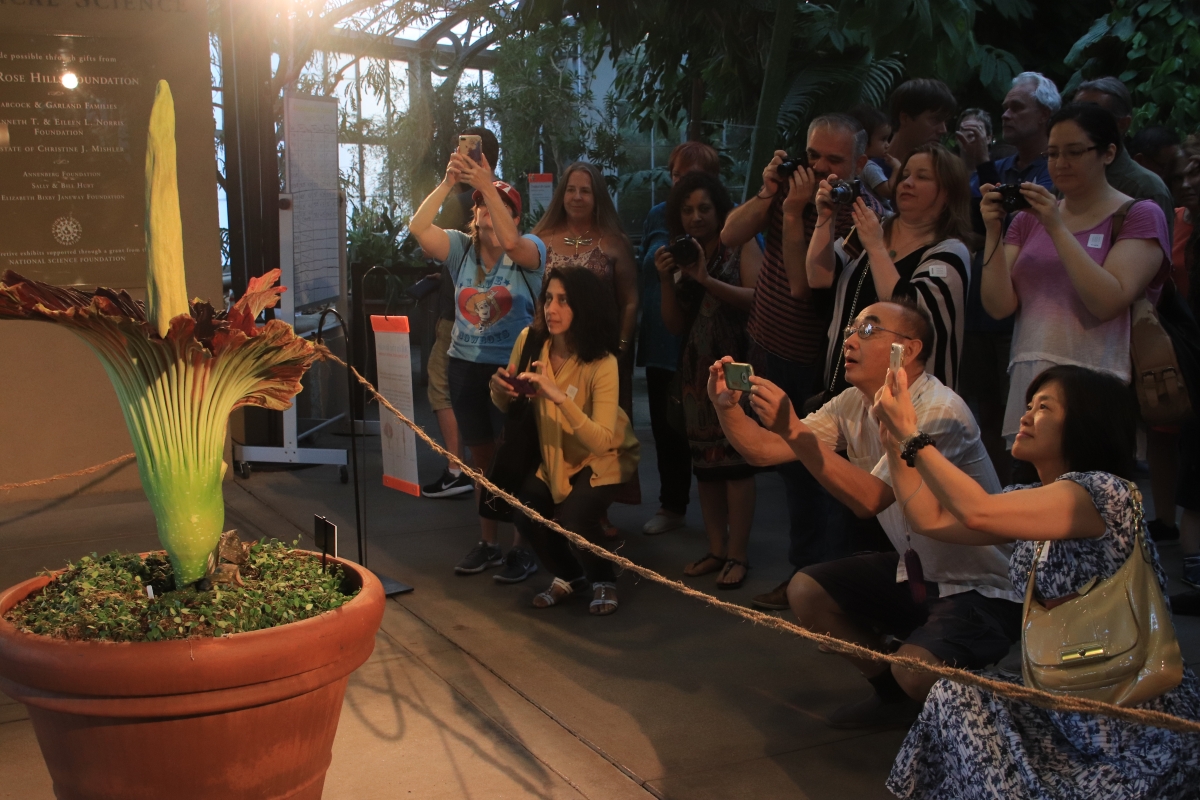 Visitors view the Corpse Flower in bloom