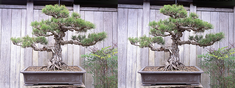 The human eye is a sophisticated viewing device. See the two images blend into one by crossing your eyes and staring at the point between the two bonsai. Then relax as a single 3-D image comes into focus.