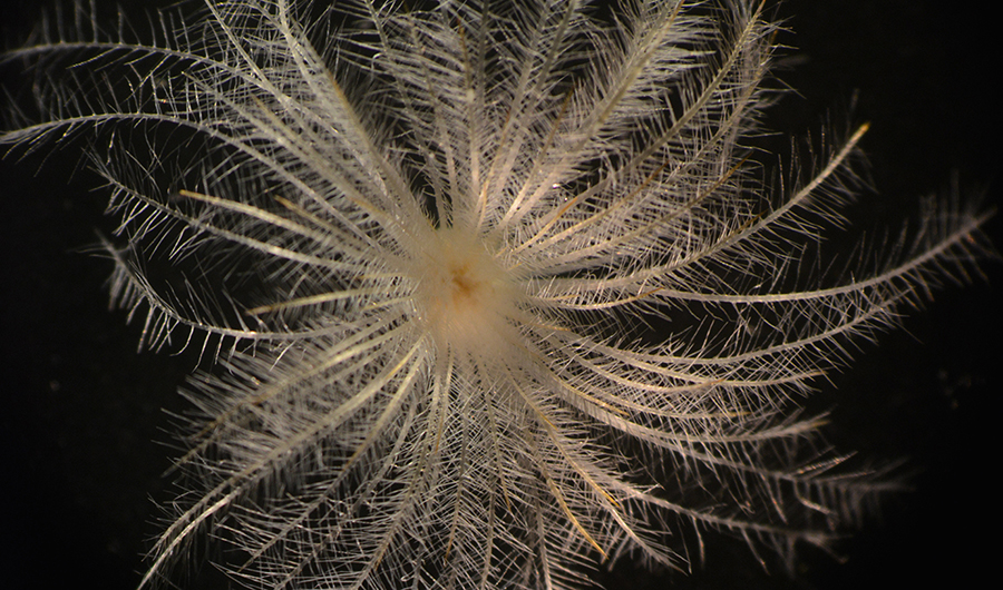 A magnified spine cluster of Mammillaria plumosa