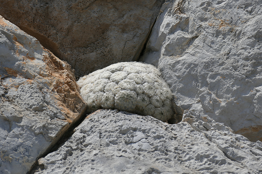 Mammillaria plumosa, nestled where two cracks in a cliff converge in Huasteca Canyon.