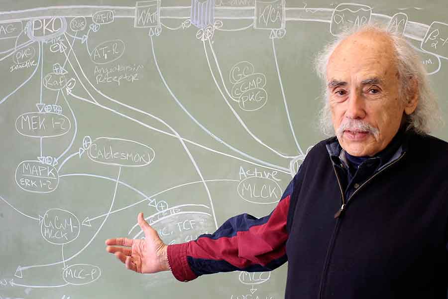 Lawrence D. Longo (1926–2016), standing before a diagram of the main signaling pathways that govern vascular contractility, which is how forcefully arteries constrict and relax. Photograph by James Ponder, Loma Linda University Health.