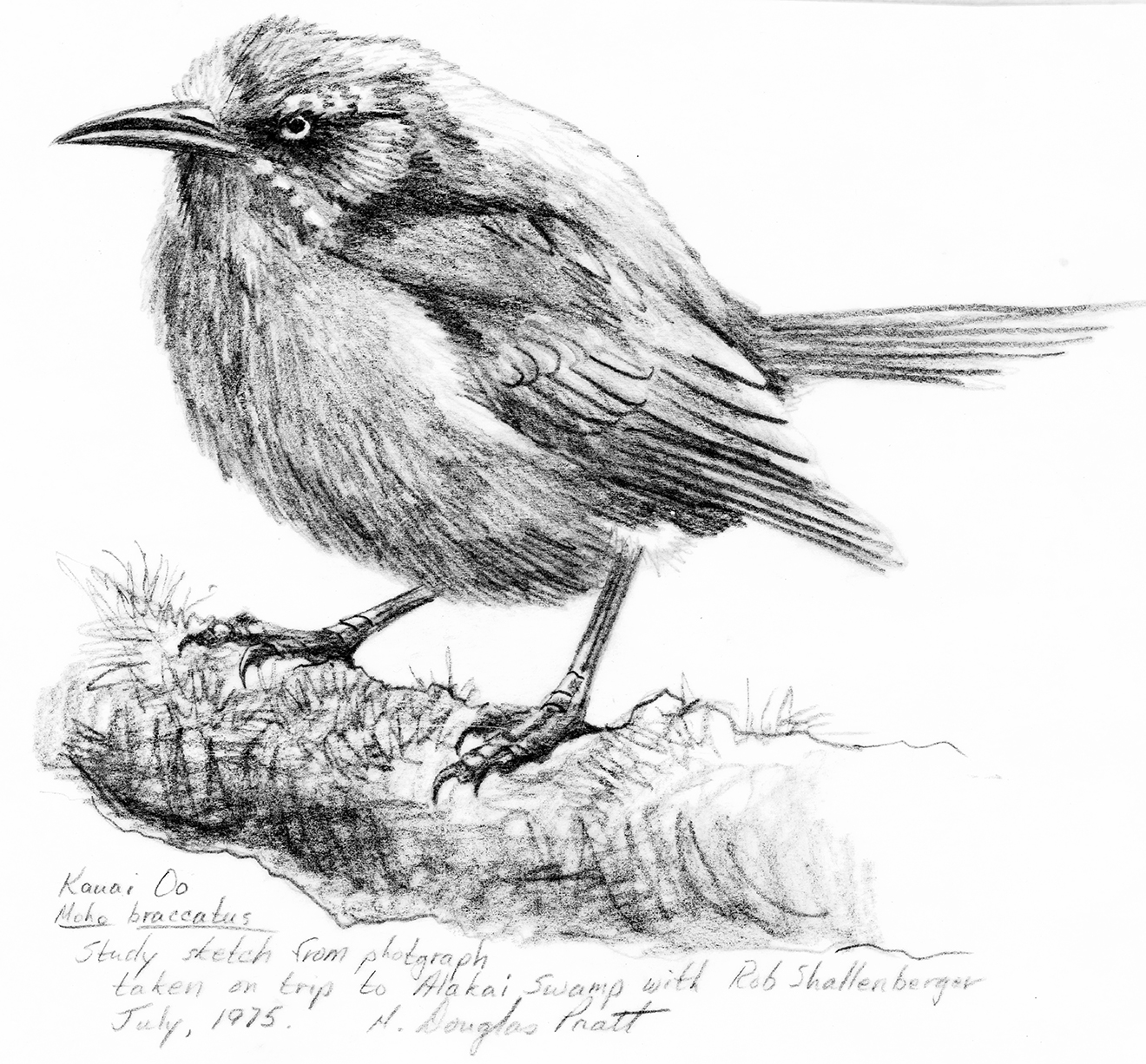 Pencil sketch of a Kaua‘i ‘O‘o by H. Douglas Pratt.