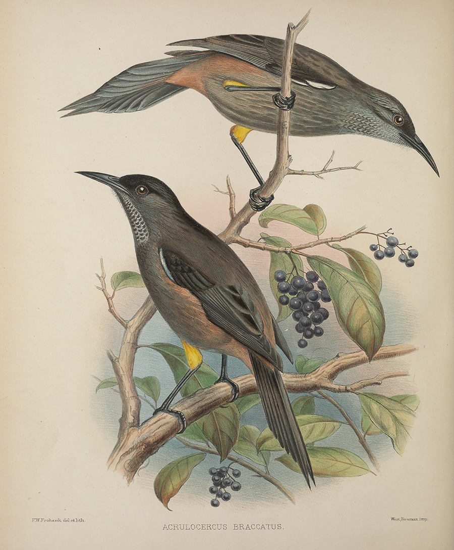 Print of Hawaiian birds