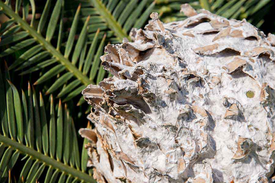 Seed cone of a cycad