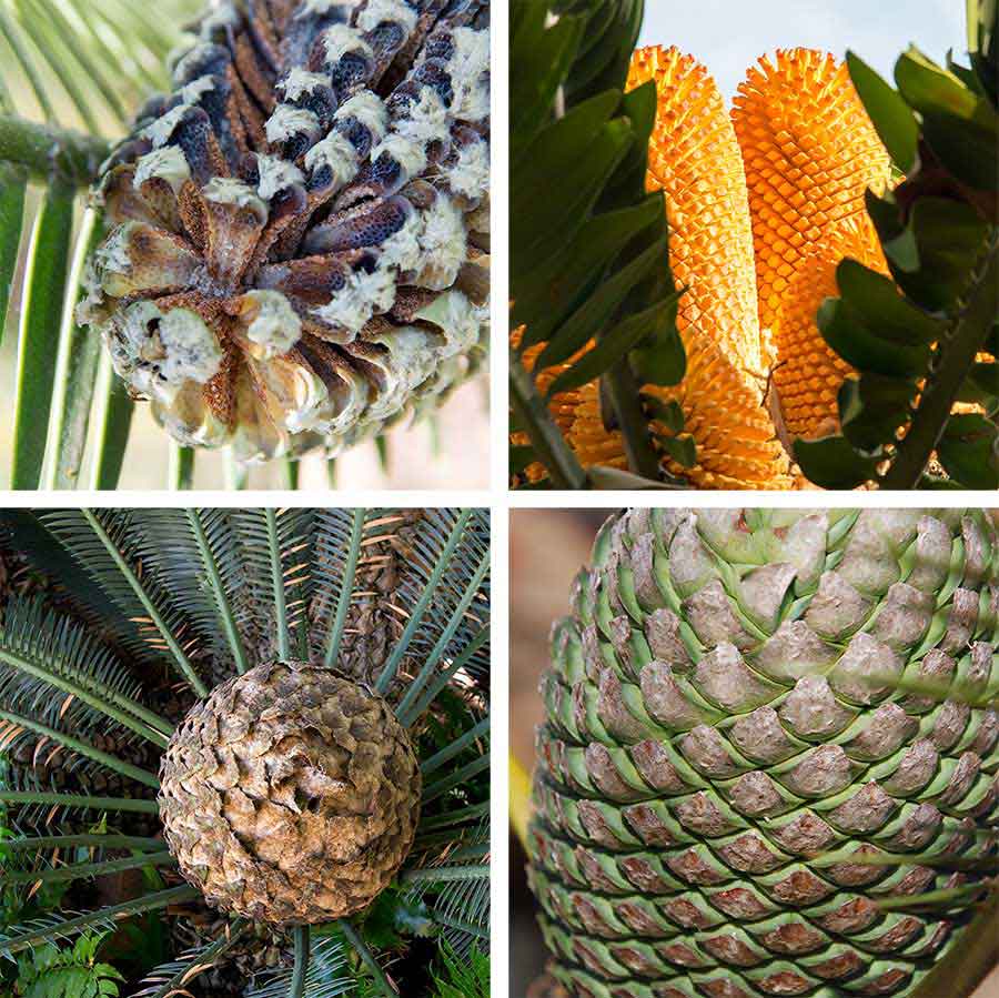 Clockwise (from upper left), the pollen cone of a Dioon edule, the pollen cone of an Encephalartos woodii, the pollen cone of a Dioon tomasellii, and the seed cone of a Dioon merolae. Photograph of the Dioon tomasellii cone by Brian Dorsey; photographs of the other cones by Kate Lain.