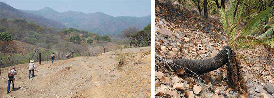 Left to right: A field trip to the Sierra de Quila Flora and Fauna Protection Area in Jalisco, Mexico, to study Dioon in the wild; a Dioon tomasellii growing in an oak forest in the Sierra de Quila Flora and Fauna Protection Area (photographs by Brian Dorsey).