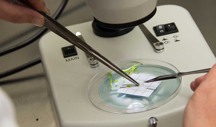 Raquel Folgado, a plant physiologist at The Huntington, dissects a magnolia shoot tip before conducting a cryopreservation experiment.