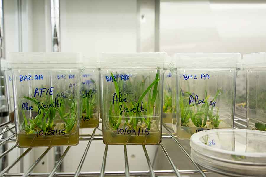 Aloe fievetii is grown in sterile conditions before being dissected by Raquel Folgado for use in her cryopreservation protocol. Photograph by Kate Lain.