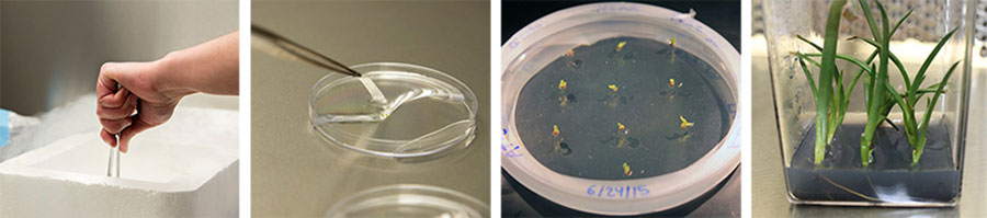 Left to right: Folgado lowers the tissue on the foil into liquid nitrogen (photograph by Kate Lain); the frozen bits of tissue thaw in a warming solution (photograph by Kate Lain); A. fievetii growing successfully three weeks after thawing (photograph by Raquel Folgado); A. fievetii thriving six months after thawing (photograph by Raquel Folgado).