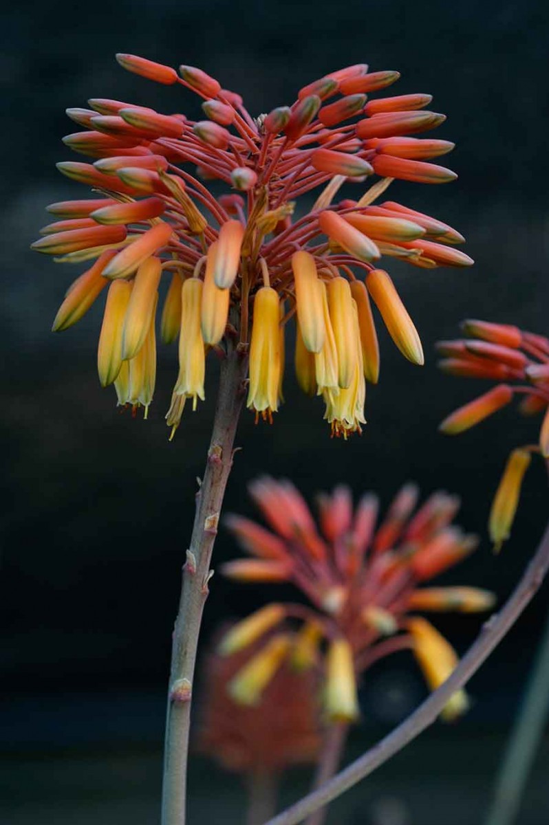 Aloe fievetii in bloom. Photograph by John Trager.