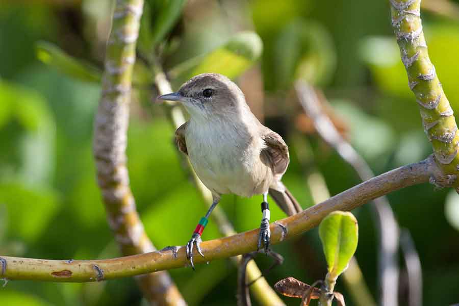 Before 2011, the Nihoa millerbird was found only on the small Hawaiian island of Nihoa. The bird thrives now on Laysan as the result of translocation efforts by the U.S. Fish & Wildlife Service and the American Bird Conservancy. Photograph by Robby Kohley/American Bird Conservancy.
