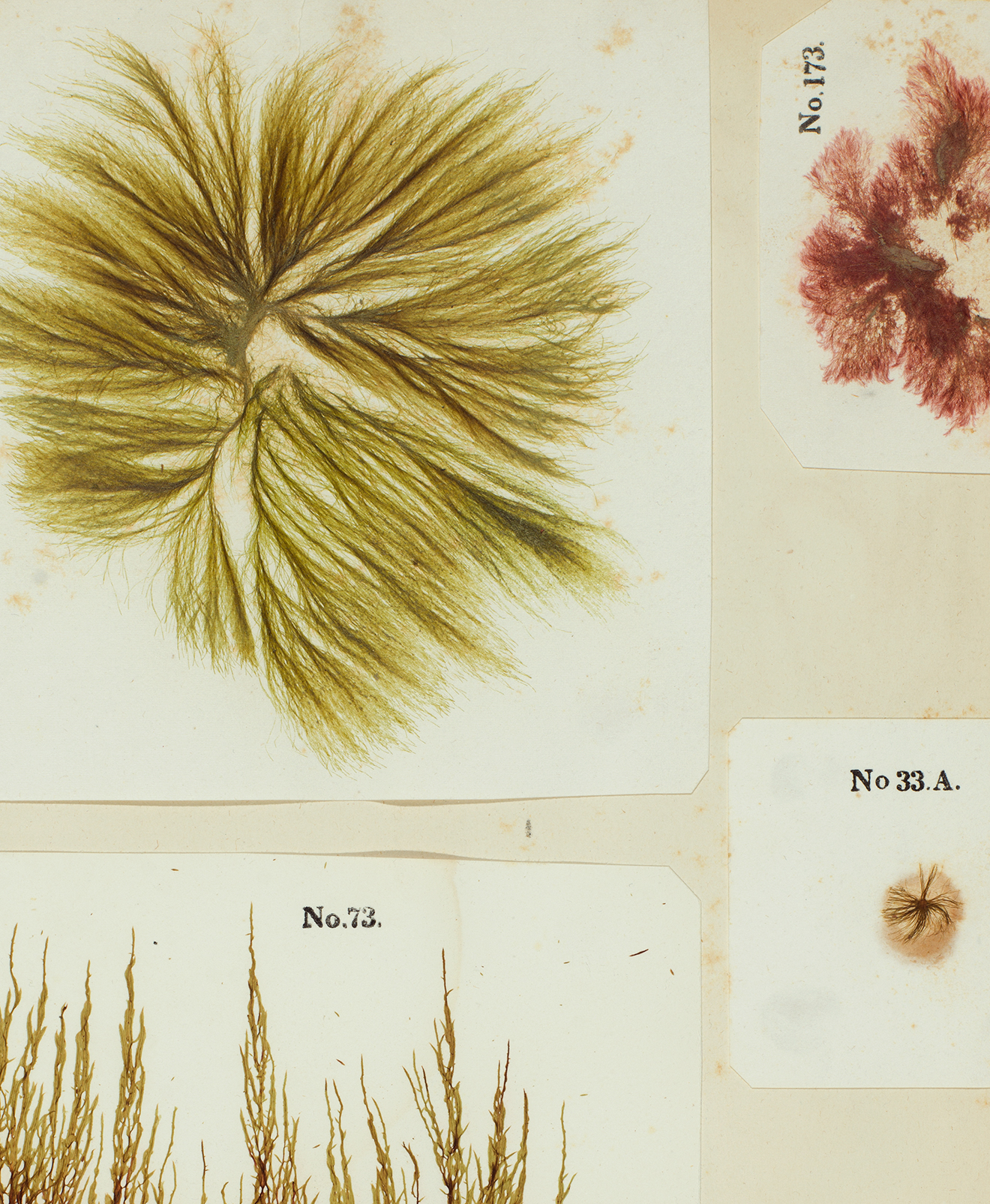 Seaweed specimens in the pages of Algology (1850)