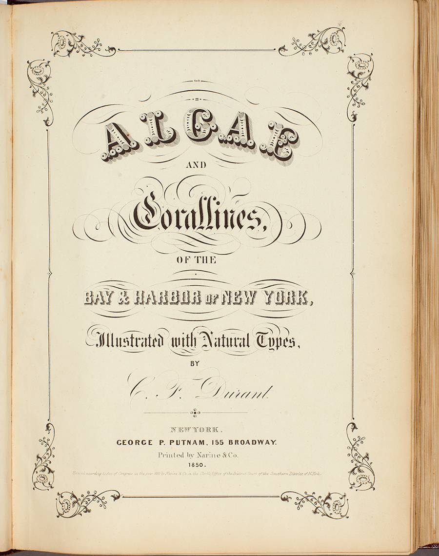 Durant’s decorative title page for Algology bears the text’s official title, Algae and Corallines, of the Bay & Harbor of New York. Illustrated with Natural Types.
