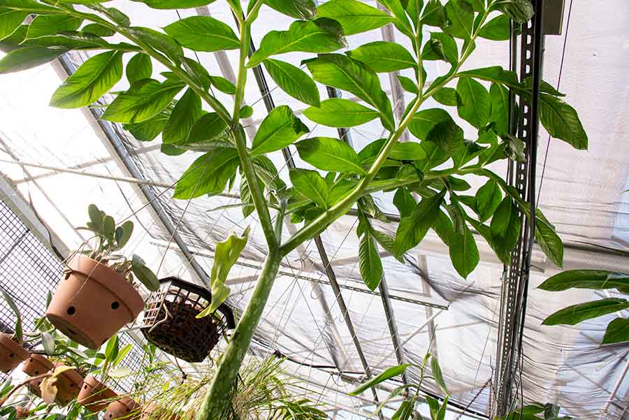 In a greenhouse filled mostly with orchids, the trunk-like stalk of a single Amorphophallus titanum leaf presses against netting as it reaches for the sunlight. Photograph by Kate Lain.