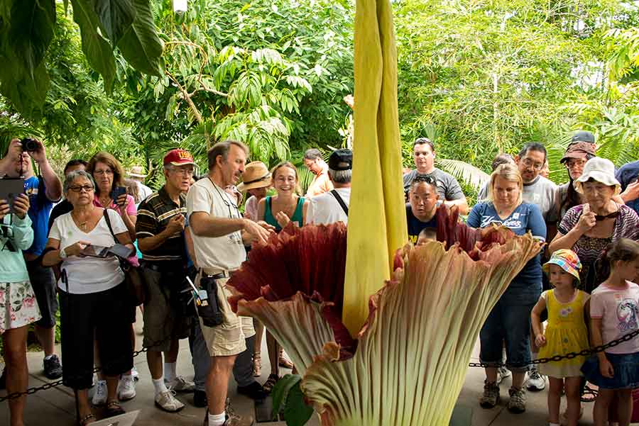 A crowd gathers to hear John Trager, curator of The Huntington’s desert gardens and collections, talk about the Corpse Flower’s bloom. Trager is immediately to the left of the flower.