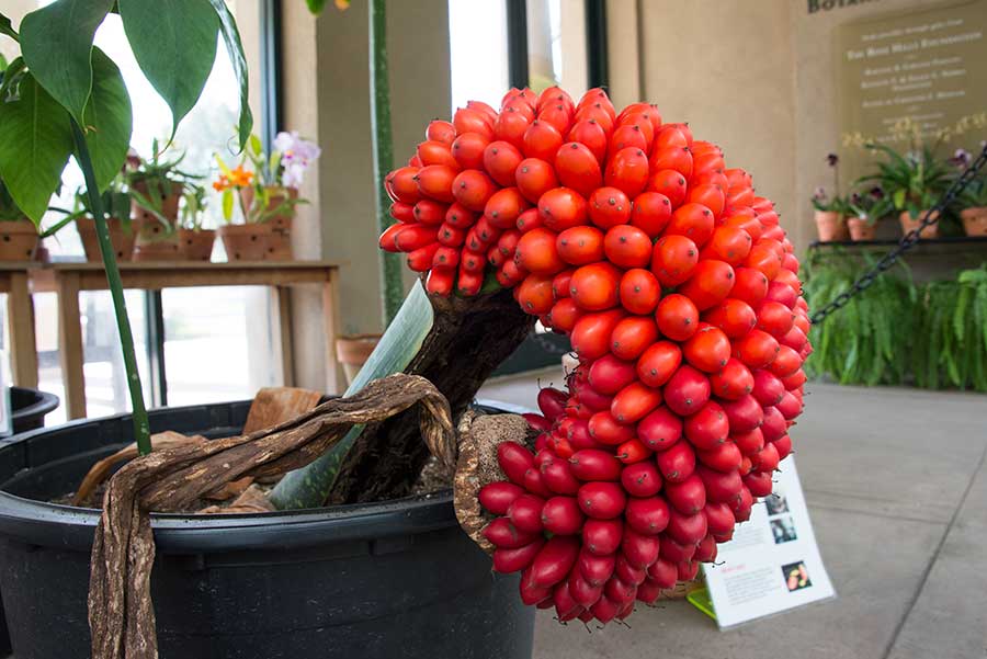 After the crimson spathe of a Corpse Flower bloom withers away, each female flower—over a period of six to 12 months—develops a thumb-sized, red or orange berry that contains one to three seeds. Photograph by Kate Lain.