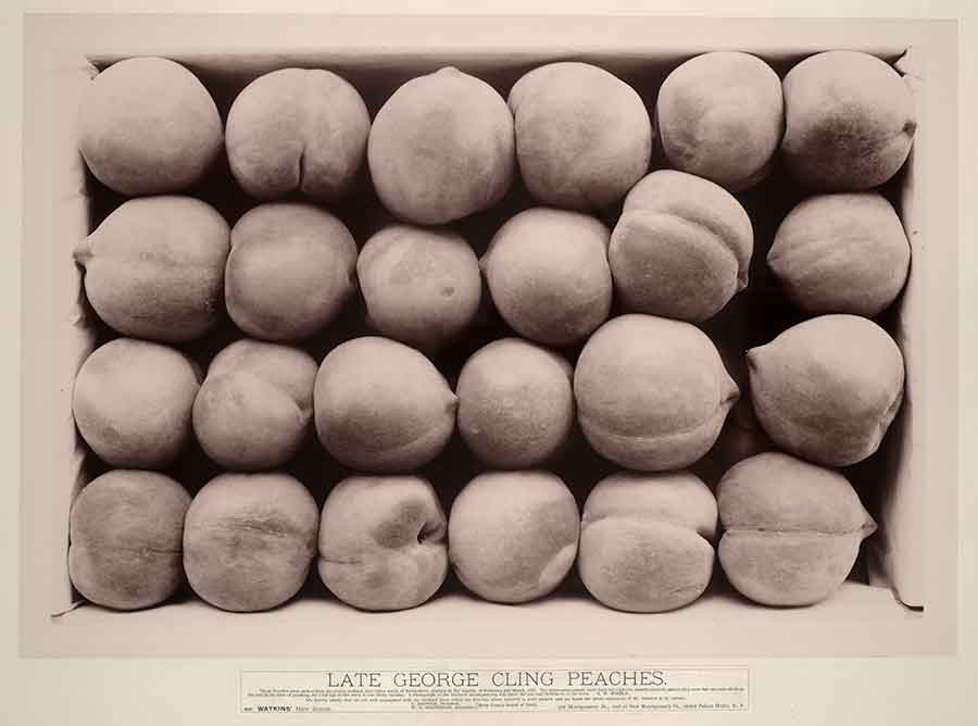 Carleton Watkins, Late George Cling Peaches, 1888–89. The Huntington Library, Art Museum, and Botanical Gardens.