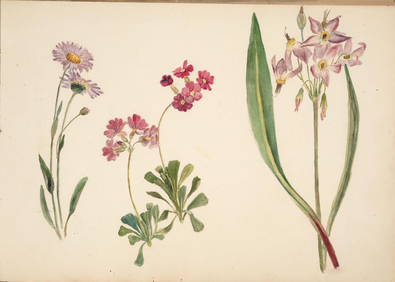 Color illustration of three plants. The first plant has two flowers with many small purple petals and a yellow center. The second plant has ten flowers, each with five red petals and a white center. The third plant has seven purple star-shaped flowers