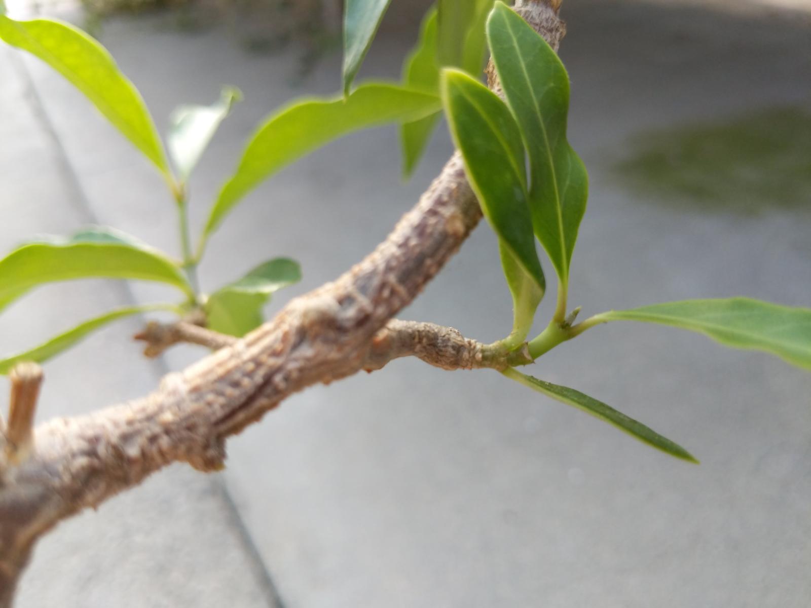 Close up of a stem with branches and leaves