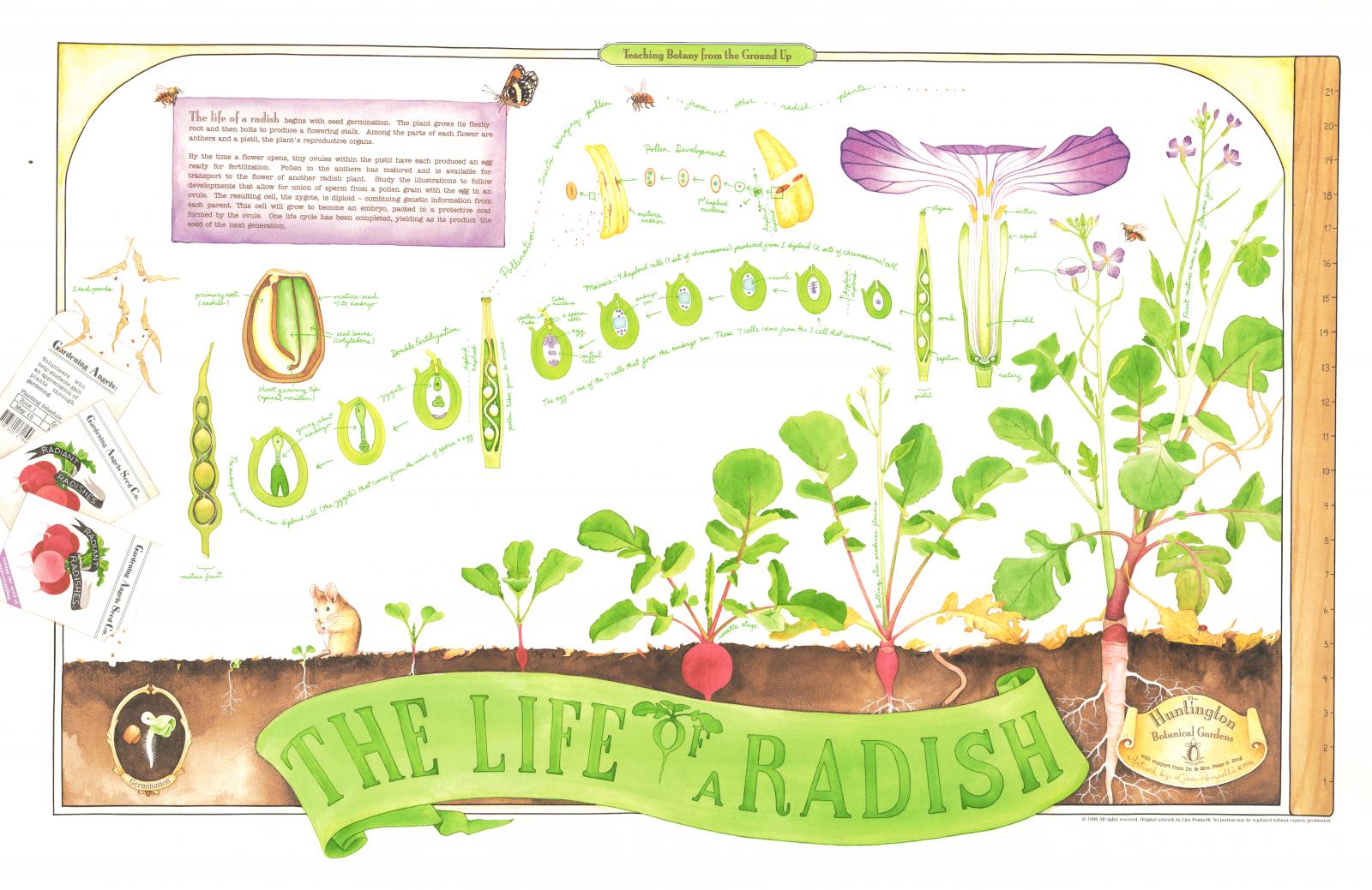 Poster of a radish going through growth stages
